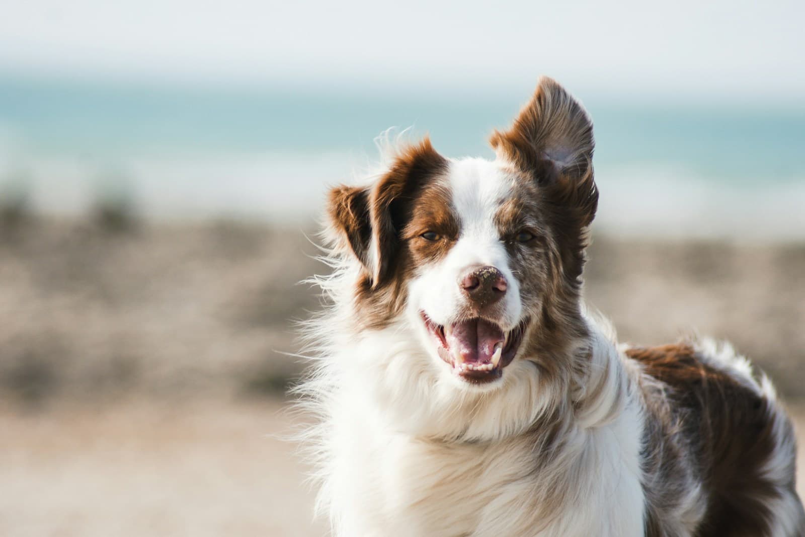 Hond met zachte, hoopvolle blik