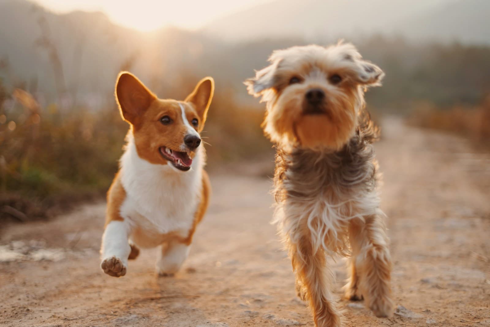Puppy's die spelen en op een thuis wachten